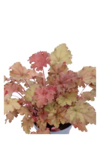 Heuchera Orangeberry v.12 egarden.store online