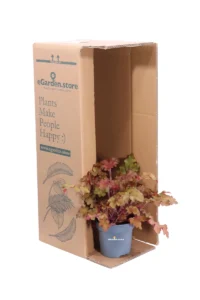 Heuchera Orangeberry v.12 egarden.store online