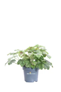 Heuchera Tapestry