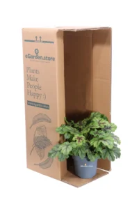 Heuchera Tapestry v.12 egarden.store online