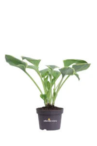Hosta Fortunei Aureomarginata v13 egarden.store online