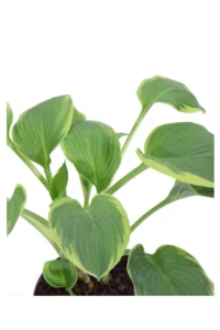Hosta Fortunei Aureomarginata v13 egarden.store online