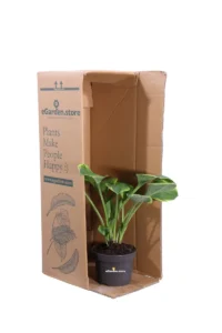 Hosta Fortunei Aureomarginata v13 egarden.store online