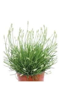 Lavanda - Lavandula Angustifolia Artic Snow