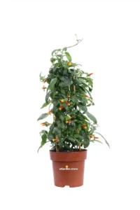 Manettia Luteorubra v15 egarden.store online