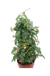 Manettia Luteorubra v15 egarden.store online