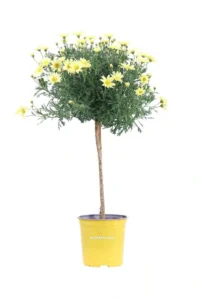Margherita Delle Canarie Alberello Gialla v18 egarden.store online