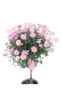 Margherita Delle Canarie Alberello - Varie Colorazioni