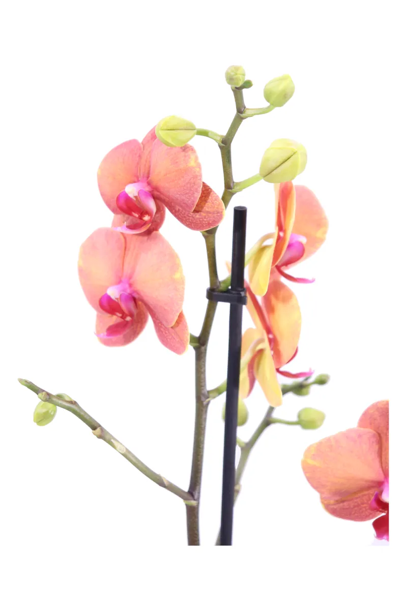 Orchidea Arancione - Phalaenopsis v12 egarden.store online