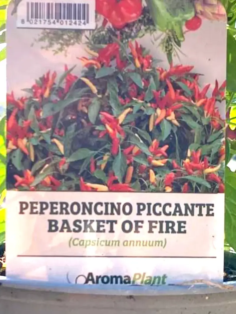 Peperoncino Basket Of Fire v14 egarden.store online