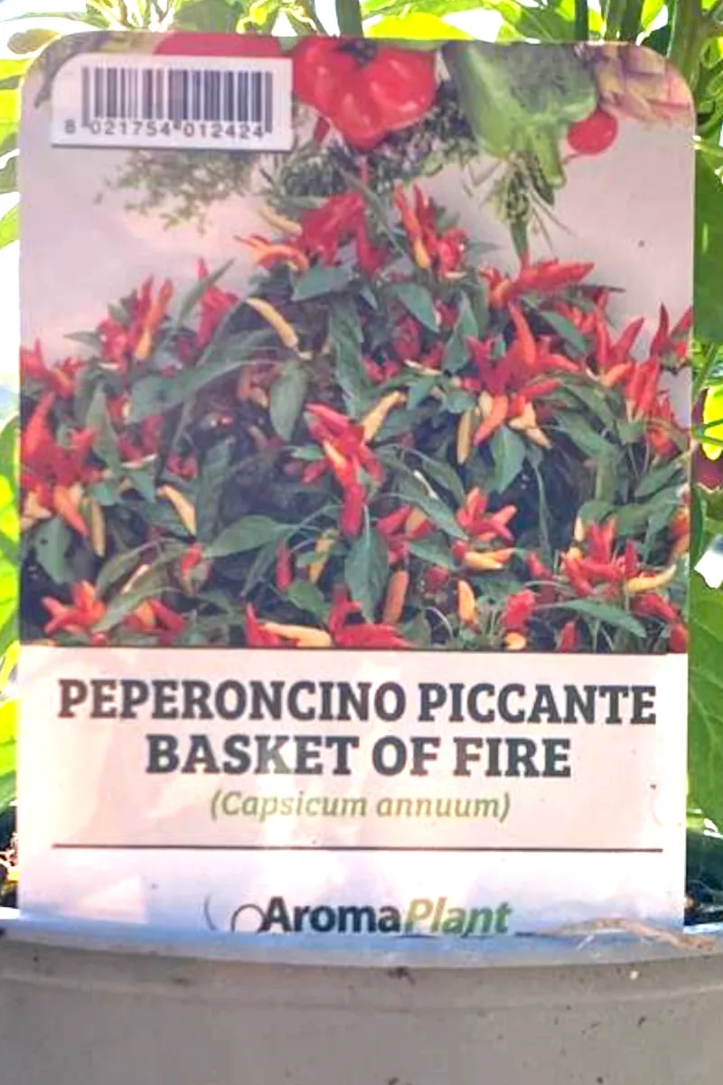 Peperoncino Basket Of Fire v14 egarden.store online