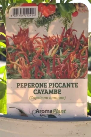 Peperoncino Cayambe v14 egarden.store online