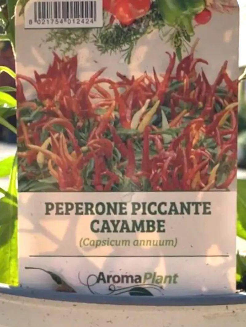 Peperoncino Cayambe v14 egarden.store online