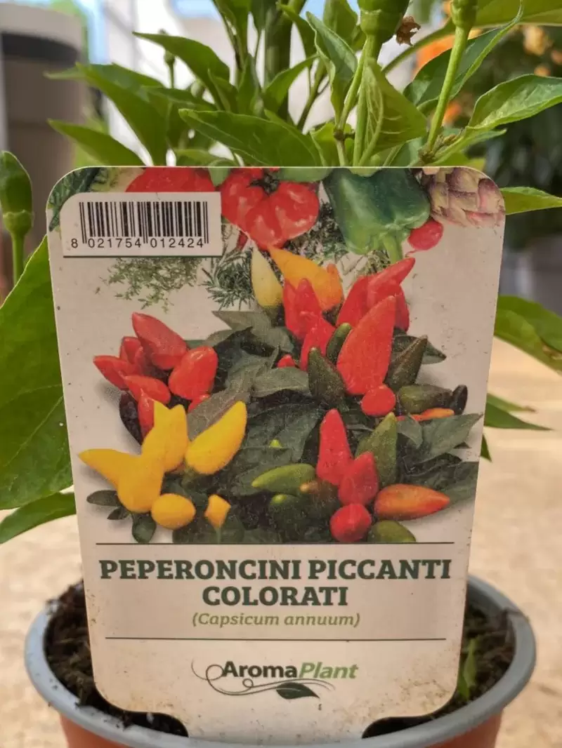 Peperoncino Colorati v14 egarden.store online