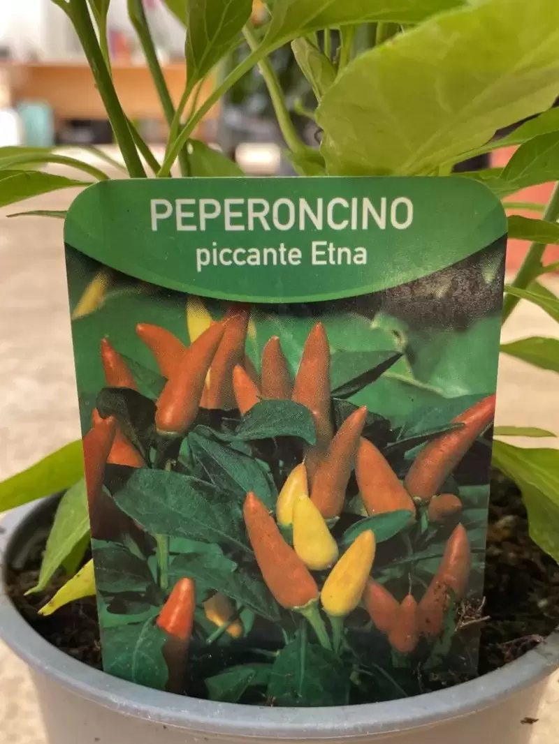 Peperoncino Etna v14 egarden.store online