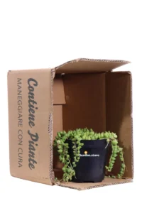 Pianta del Rosario - Senecio Herreianus v.12 egarden.store 3 Pianta del Rosario - Senecio Herreianus v.12 egarden.store online