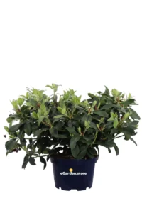 Rododendro Big - Rhododendron Hybridum v.35 egarden.store online