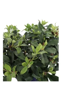 Rododendro Big - Rhododendron Hybridum v.35 egarden.store online