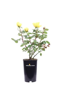 Rosa Meilland - Gina Lollobrigida v.20 egarden.store online