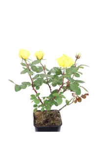 Rosa Meilland - Gina Lollobrigida v.20 egarden.store online