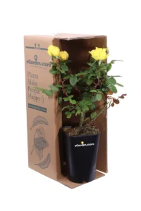 Rosa Meilland - Gina Lollobrigida v.20 egarden.store online