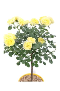 Rosa Meilland - Gold Symphonie Alberello v.18 egarden.store online