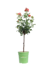 Rosa Meilland - Orange Symphonie Alberello v.18 egarden.store online