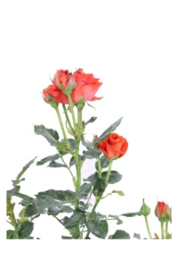Rosa Meilland - Orange Symphonie Alberello v.18 egarden.store online