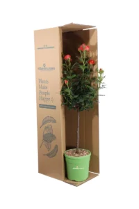 Rosa Meilland - Orange Symphonie Alberello