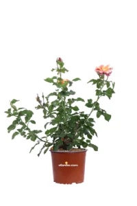 Rosa Meilland - Sorbet Fruite