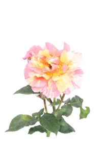 Rosa Meilland - Sorbet Fruite v.17 egarden.store online