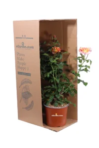 Rosa Meilland - Sorbet Fruite v.17 egarden.store online