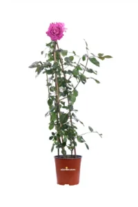 Rosa Piramide Baronne Rothschild v17 egarden.store online