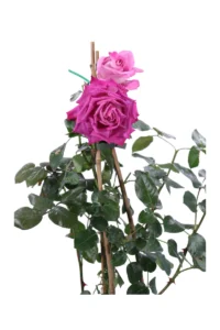 Rosa Meilland Rampicante - Baronne Rothschild
