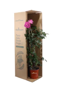 Rosa Piramide Baronne Rothschild v17 egarden.store online