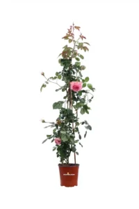 Rosa Piramide Meilland Pierre De Ronsard v17 egarden.store online