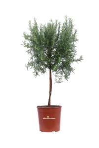 Rosmarino - Rosmarinus Officinalis Alberello v18 egarden.store online