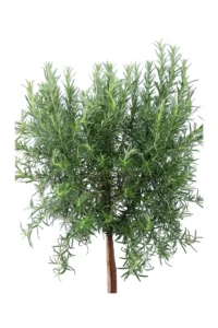 Rosmarino - Rosmarinus Officinalis Alberello