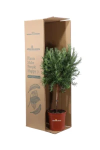 Rosmarino - Rosmarinus Officinalis Alberello