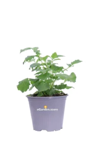 Valeriana v14 egarden.store online