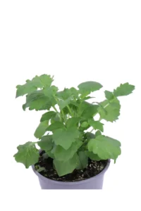 Valeriana v14 egarden.store online