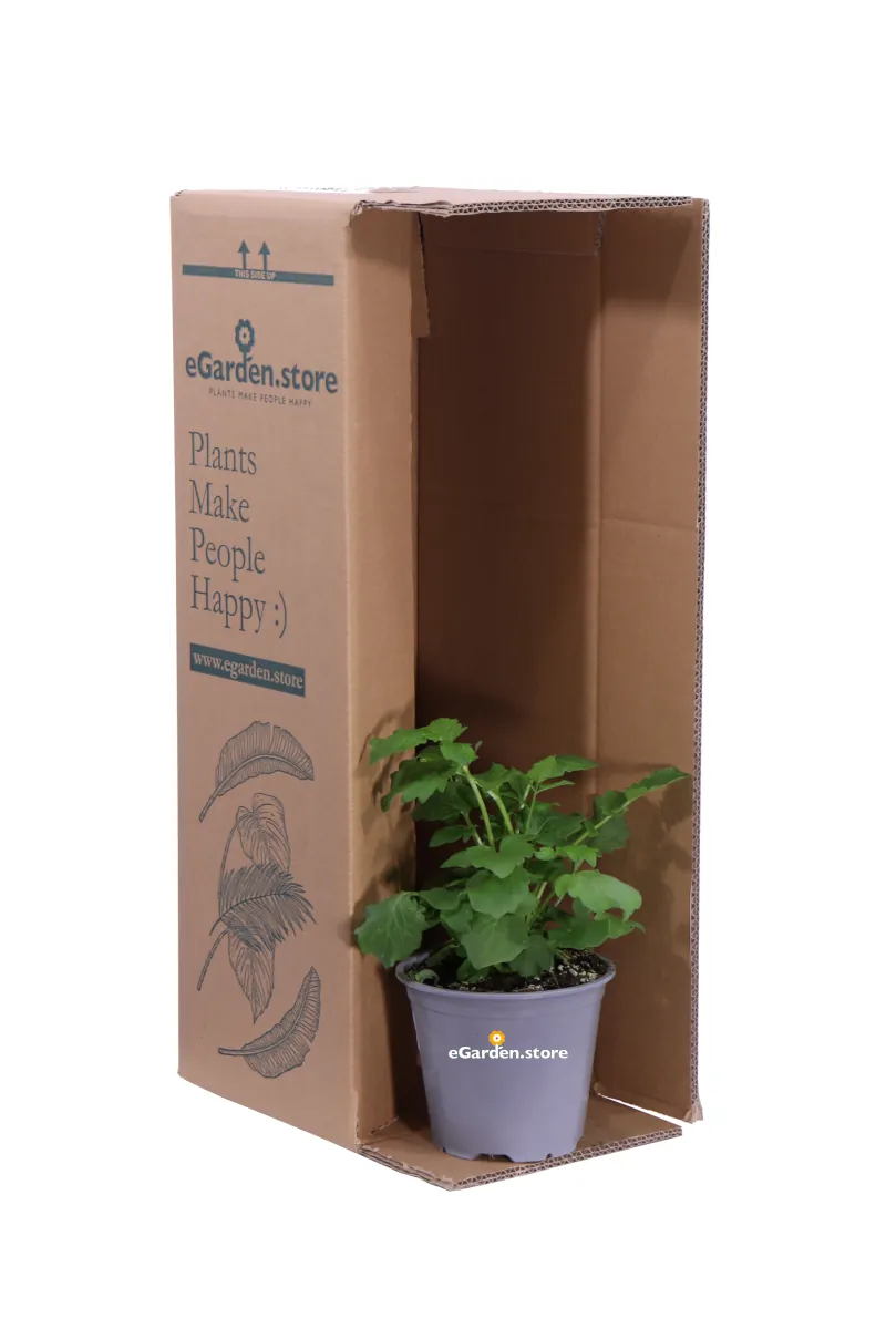 Valeriana v14 egarden.store online