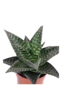 Aloe Tiki Zilla v.12 egarden.store online