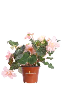 Begonia Champagne v.14 egarden.store online
