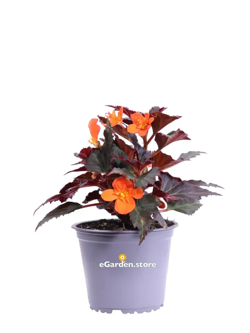 Begonia Ibrida Arancione v14 egarden.store online