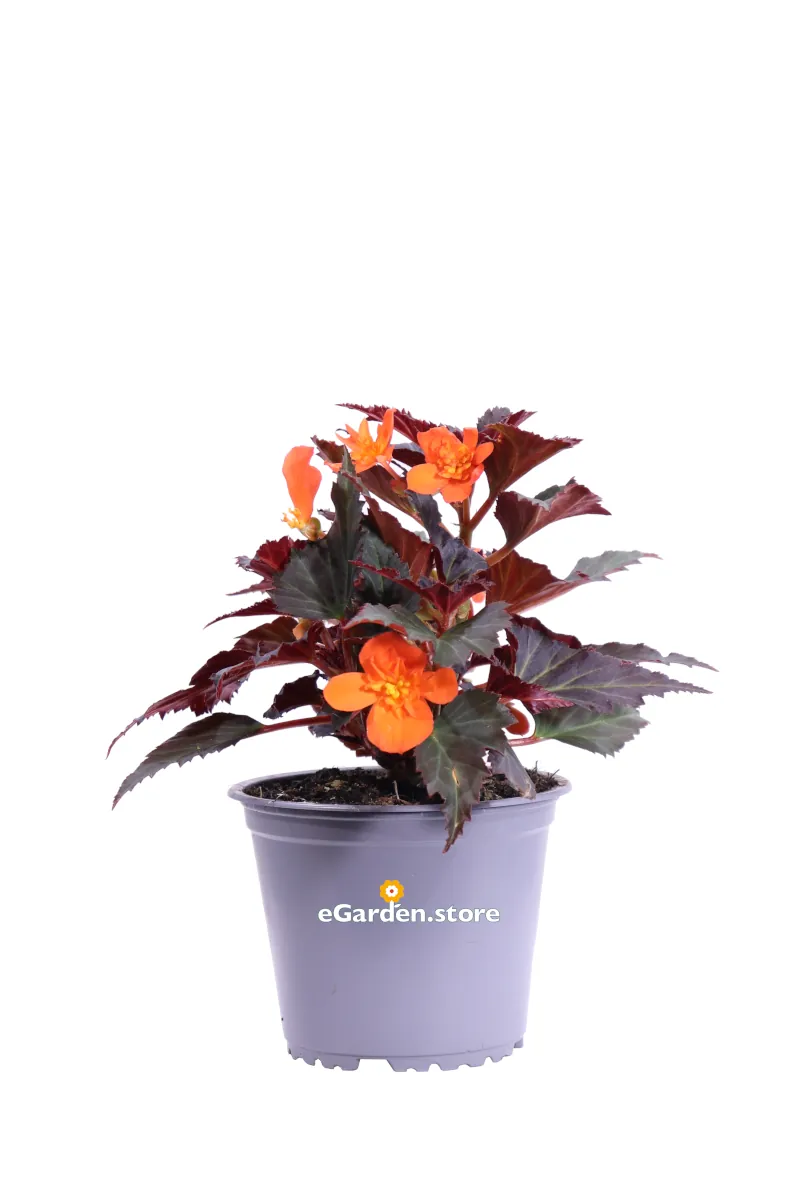 Begonia Ibrida Arancione v14 egarden.store online