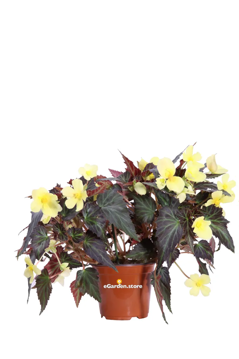 Begonia Yellow v.14 egarden.store online
