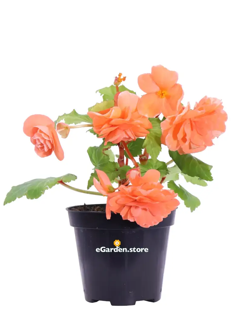 Begonia orange v.14 egarden.store online