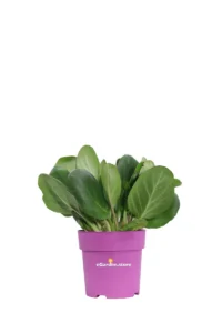 Bergenia Cordifolia Shoeshine v.15 egarden.store online