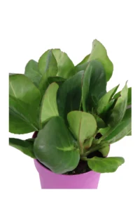 Bergenia Cordifolia Shoeshine v.15 egarden.store online